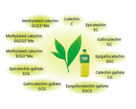 Catechin Analysis Kit 儿茶素分析方法包